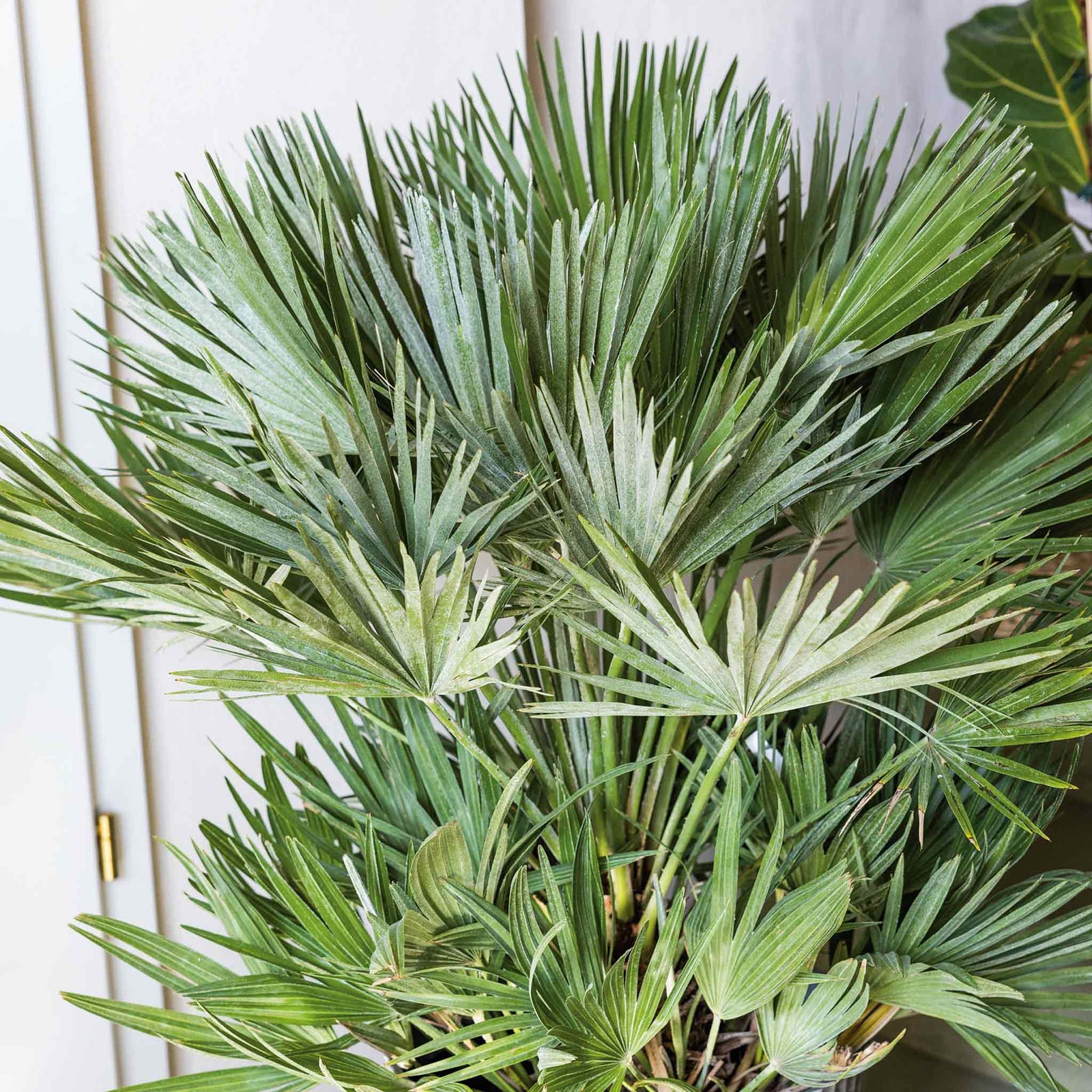 Chamaerops Humilis Hardy Evergreen Fan Palm | 1 x 3L