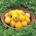 Honey Delight F1 Yellow Cherry Tomato Seeds | 8 Seeds