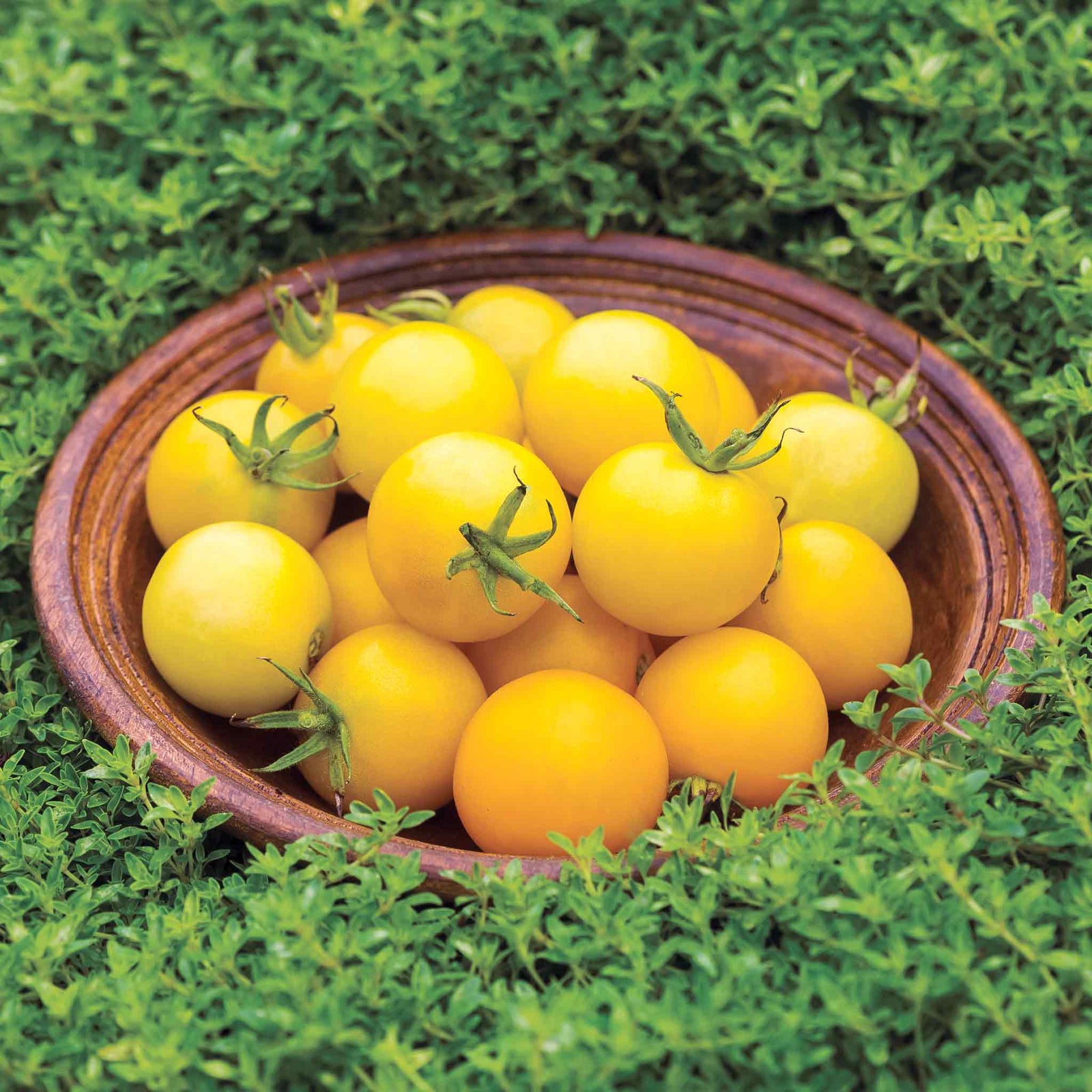 Honey Delight F1 Yellow Cherry Tomato Seeds | 8 Seeds