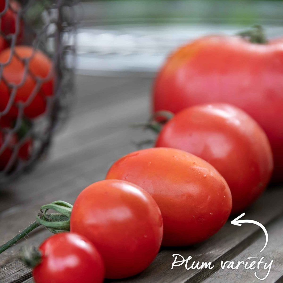 Montello Bush Tomato (determinate) Jumbo Plugs | Set of 6