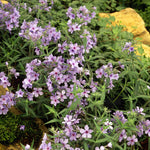 Phlox 'pink A Dot' Compact Perennial For Borders And Containers | 3 x Plug Plants | Multi Colour