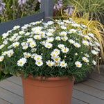 Argyranthemum 'grandaisy' Collection - 12 Plug Plants | 12 x Plug Plants | White
