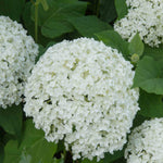 Hydrangea Arborescens Annabelle - 9cm pots | 1 x 9cm | White