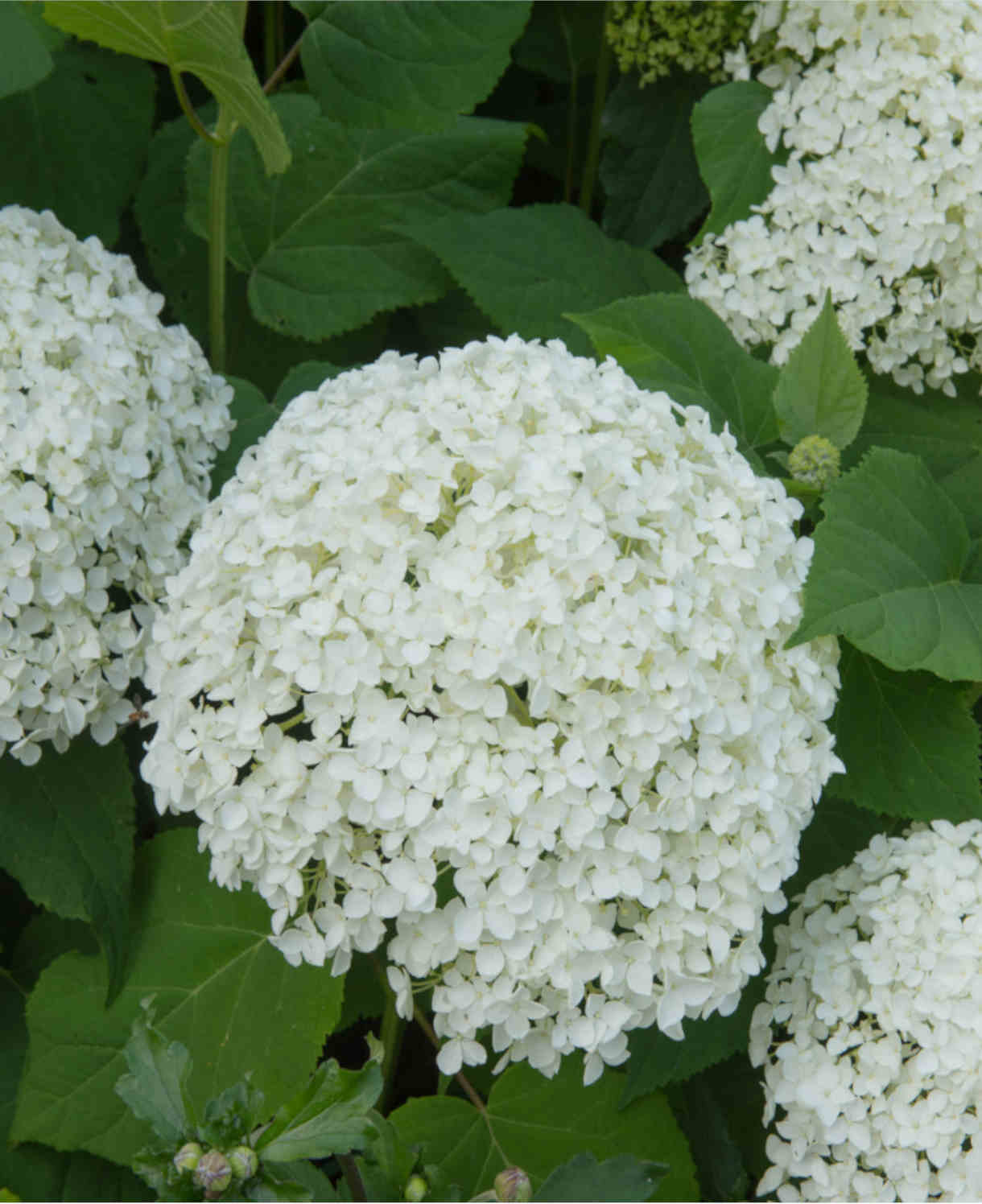 Hydrangea Arborescens Annabelle - 9cm pots | 1 x 9cm | White