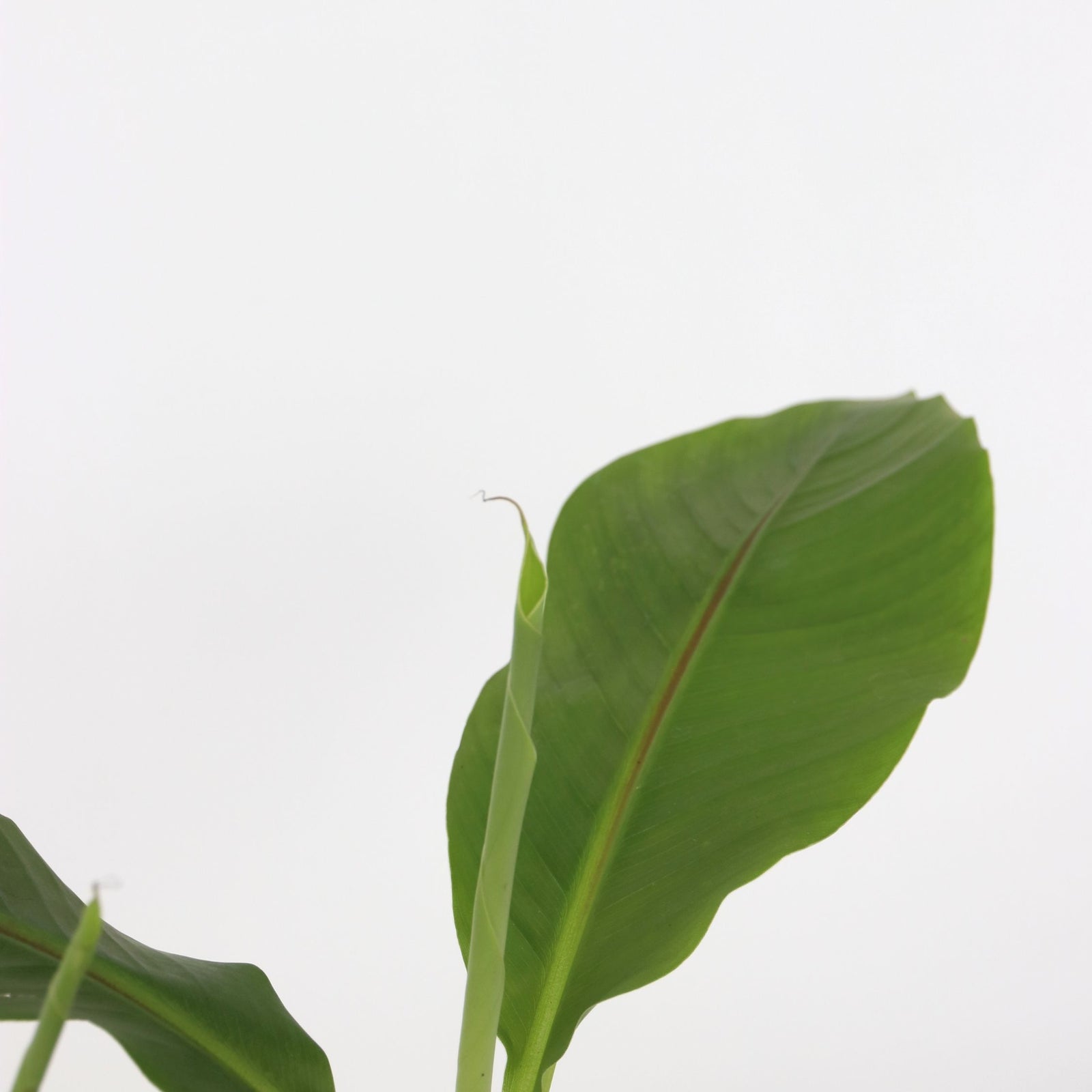 Hardy Banana - Musa Basjoo - Height 25-40cm - ⌀9cm | Set-of-3 | Yellow