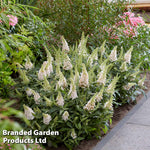 Thompson & Morgan Buddleja Butterfly Candy Little White 9cm Pot X 1