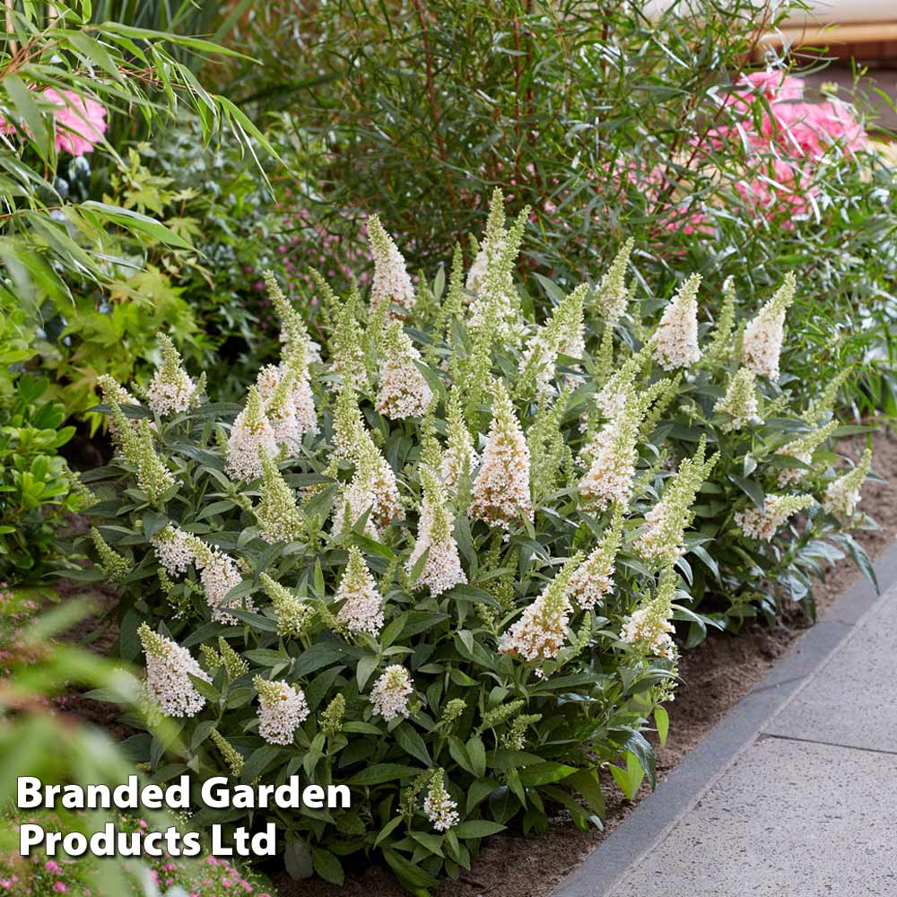Thompson & Morgan Buddleja Butterfly Candy Little White 9cm Pot X 1