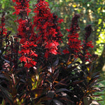 Lobelia Speciosa Starship Scarlet Bronze Leaf - XL Young Plants | 3 x Jumbo Plugs | Deep Red