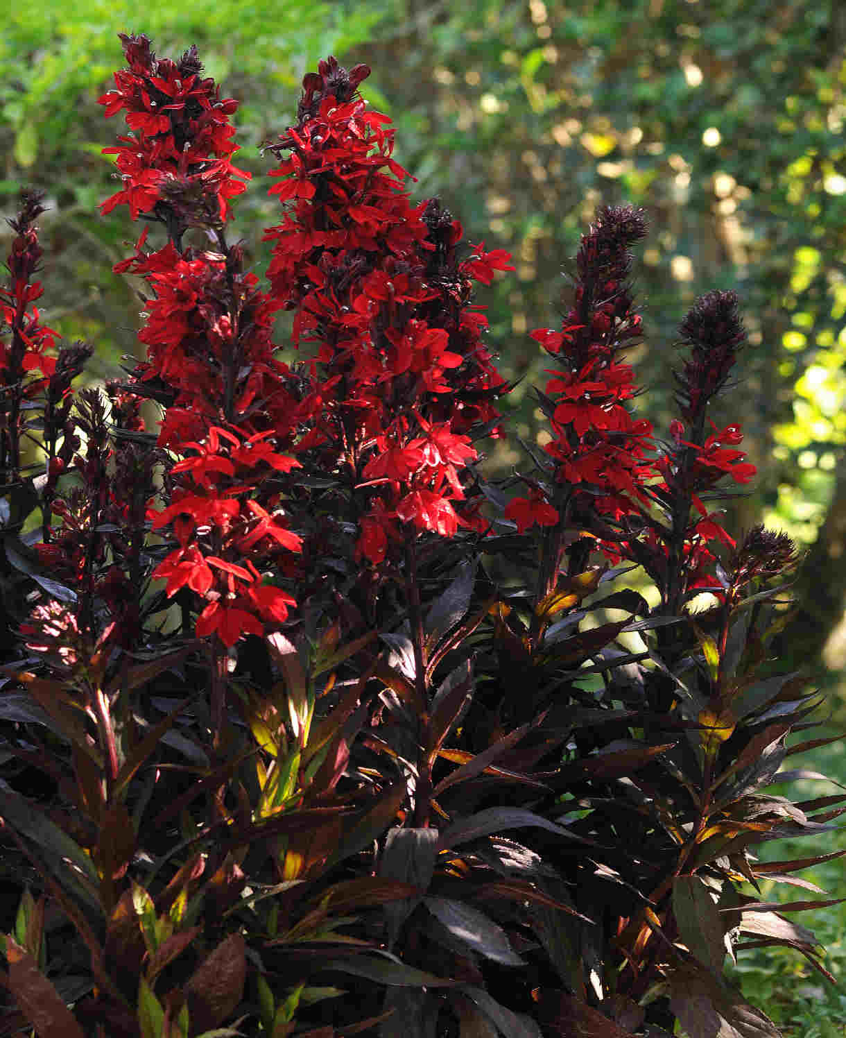 Lobelia Speciosa Starship Scarlet Bronze Leaf - XL Young Plants | 3 x Jumbo Plugs | Deep Red