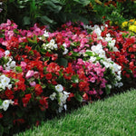 Begonia Organdy Mixed (t&ms Choice) Garden Ready Plants | 12 x Garden Ready Plants