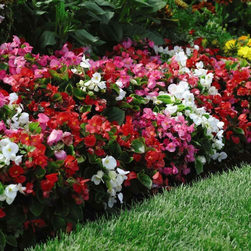 Begonia Organdy Mixed (t&ms Choice) Garden Ready Plants | 12 x Garden Ready Plants