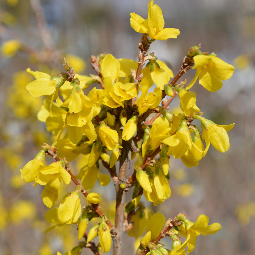 Forsythia Mini Gold - Dwarf Forsythia - 9cm Pot | 1 x 9cm | Yellow