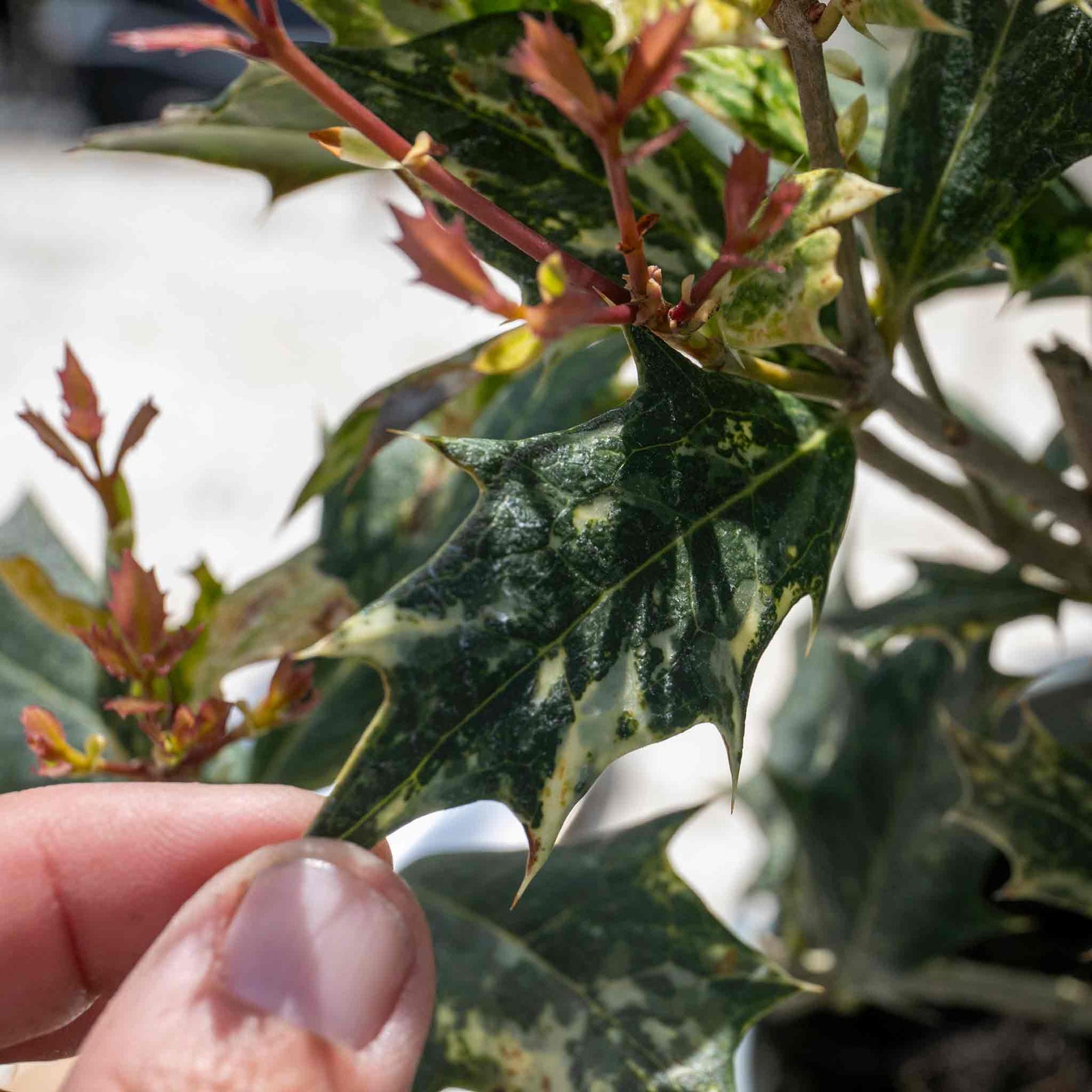 Osmanthus Heterophyllus 'goshiki' Variegated Evergreen Shrub | 1 x 3L | Multi