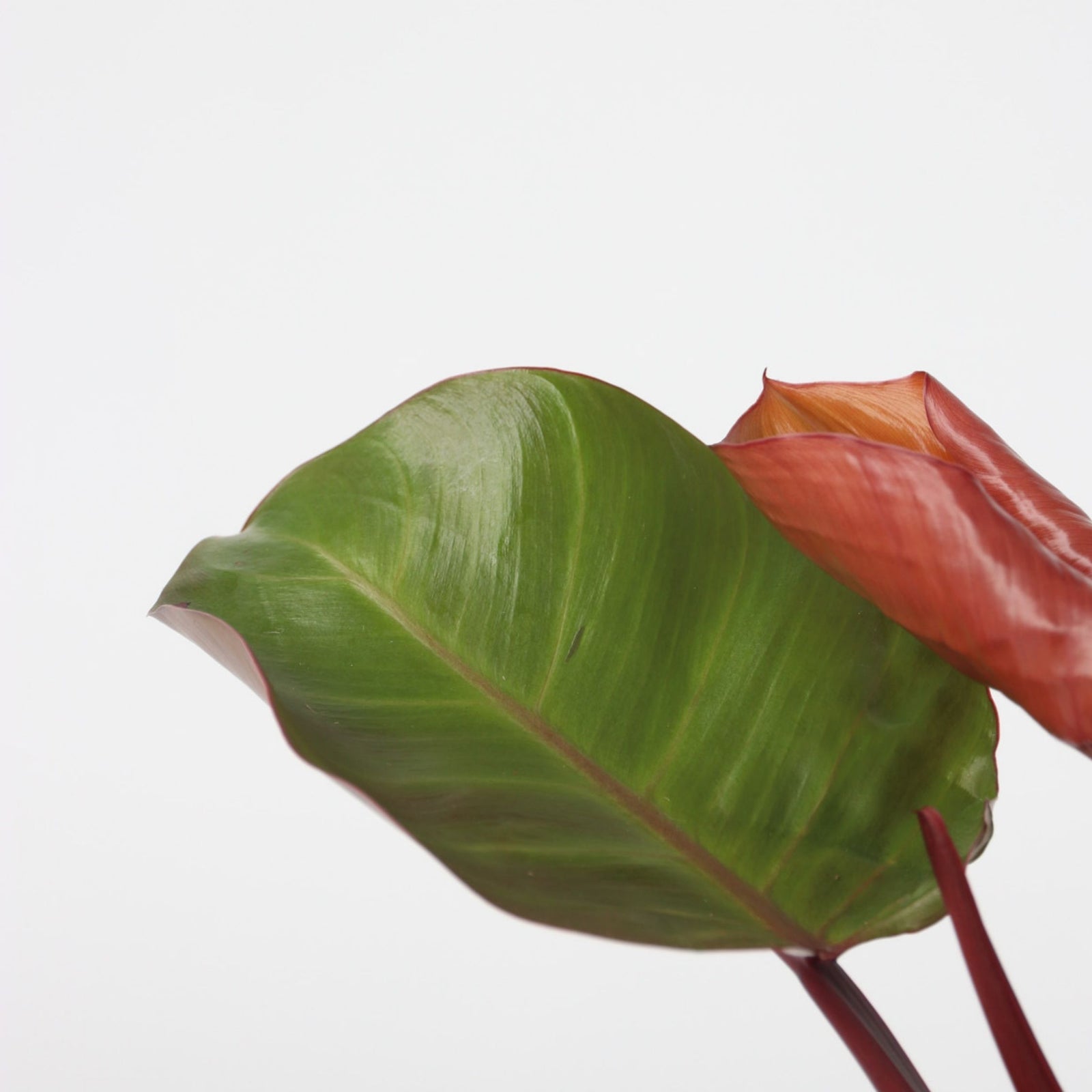 Sweetheart Plant - 2 Pcs. - Philodendron 'sun Light' - Height 20-30cm - ⌀12cm | Set of 2 | Red