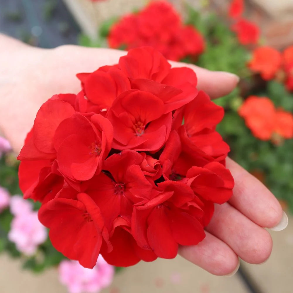 Thompson & Morgan Geranium Grandeur Red Preplanted Hanging Basket 14in X 1