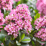 Escallonia Leavis 'pink Elle' - Compact Evergreen Shrub | 1 x 9cm | Green & Pink