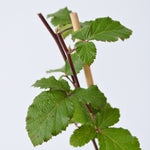 Blackberry Plant - Rubus Fruticosus 'Thornfree' - H50-60cm - ⌀15cm | Set of 4 | Pink