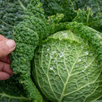 Cabbage Plant 'tundra' - Hardy Winter Variety | 16 x Pro Grower Plugs | Green