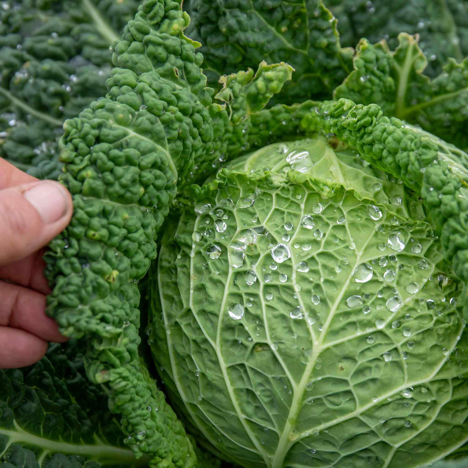 Cabbage Plant 'tundra' - Hardy Winter Variety | 8 x Pro Grower Plugs | Green