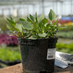 Rudbeckia 'goldsturm' Hardy Perennial | Set of 1