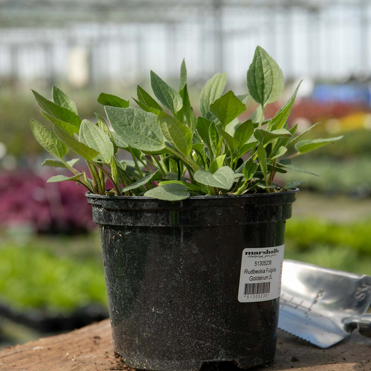 Rudbeckia 'goldsturm' Hardy Perennial | Set of 1