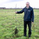 Common Walnut Tree (bare-root, Juglans Regia) | 1 x Bare Root