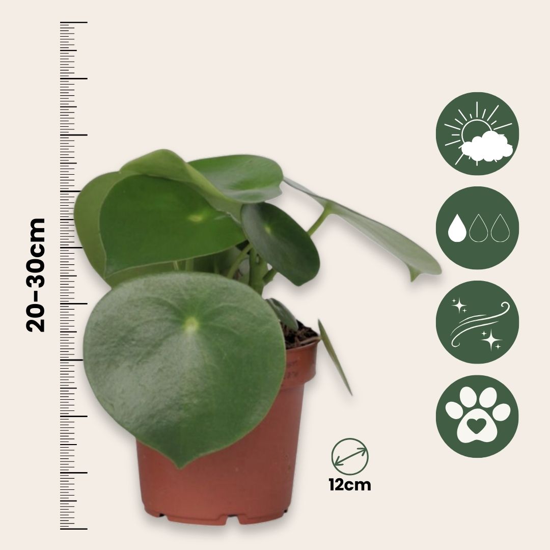 Chinese Money Plant - 4 Pcs. - Peperomia Polybotrya - Height 20-30cm - ⌀12cm | Set of 4 | Green