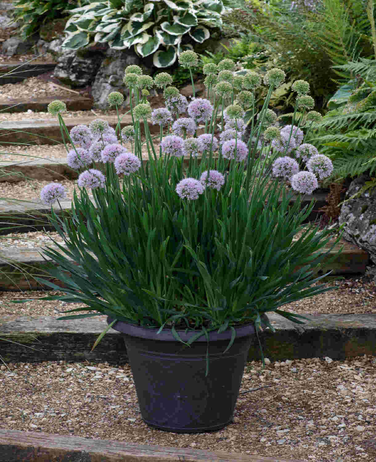 Allium Bubble Bath - Summer Flowering - 9cm pots | 2 x 9cm | Purple