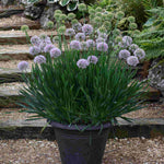 Allium Bubble Bath - Summer Flowering - 9cm pots | 1 x 9cm | Purple