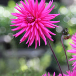 Dahlia Electro Pink - plug plants | Set-of-3