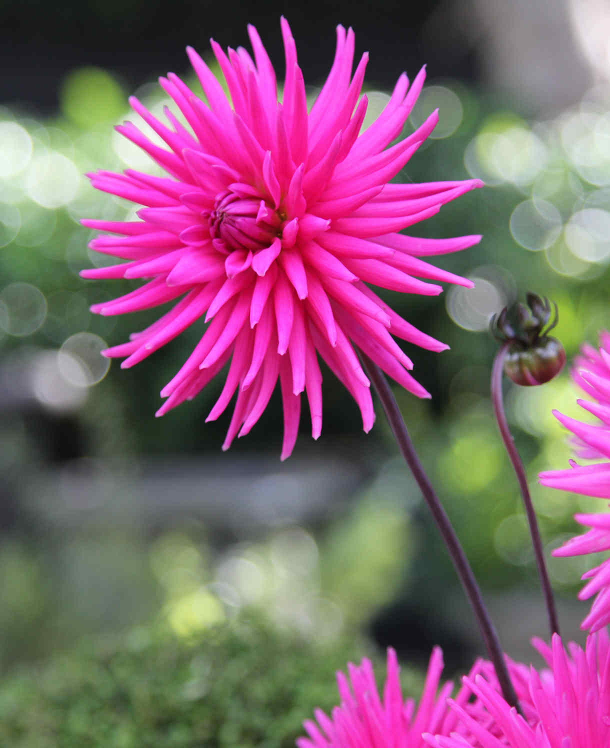 Dahlia Electro Pink - plug plants | Set of 10