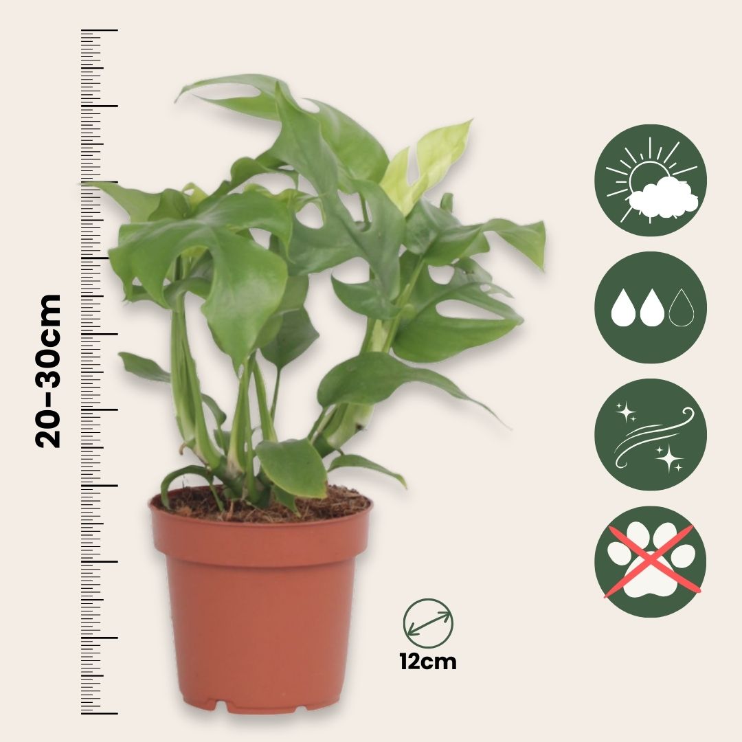 Monstera Minima - 2 Pcs. - Rhaphidophora Tetrasperma - Height 20-30cm - ⌀12cm | Set of 2 | Green
