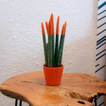Snake Plant Velvet Touch - Sansevieria Cylindrica - Height 20-40cm - ⌀9cm | Orange