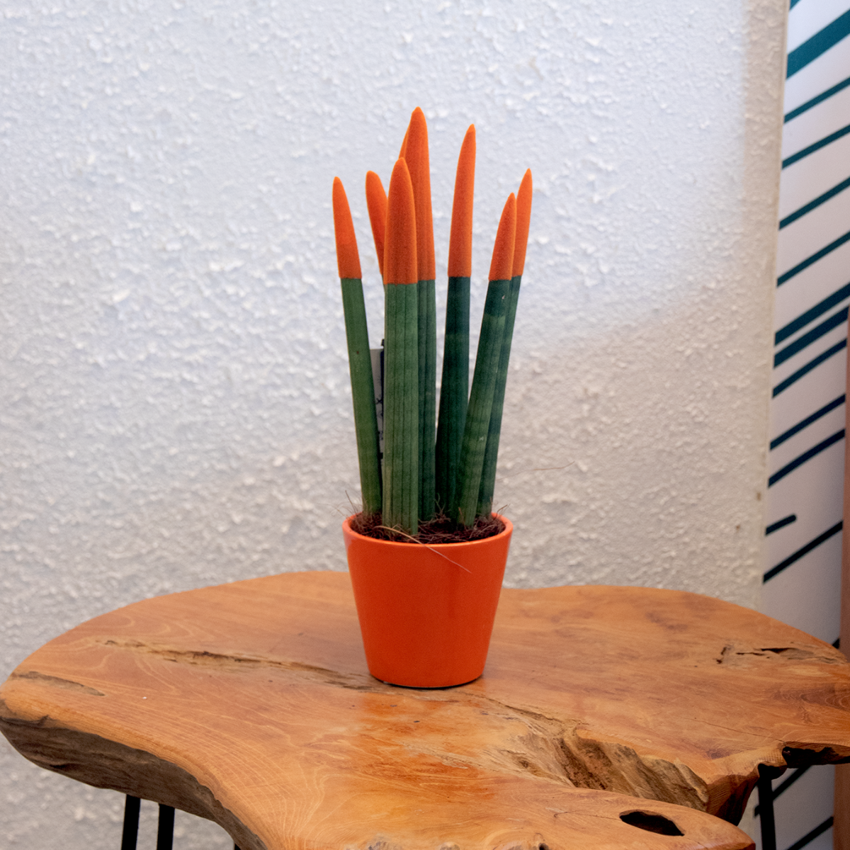 Snake Plant Velvet Touch - Sansevieria Cylindrica - Height 20-40cm - ⌀9cm | Orange