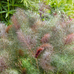 Bronze Fennel (foeniculum Vulgare 'purpureum') | 1 x 1L | Purple & Green