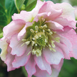 Dazzling Helleborus Collection - Double The Petals, Double The Beauty. 4 Plants In  9cm Pots