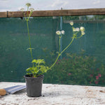 Astrantia 'claret' Dark Red Perennial | 3 x 9cm | Red