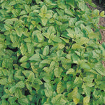 Lemon Balm (melissa) Organic | 500 Seeds