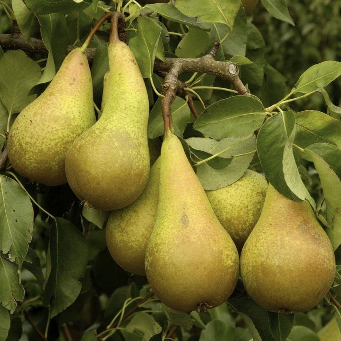 Patio Dwarf Conference Pear Fruit Tree 3-4ft Supplied In A 5 Litre Pot