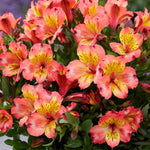 Alstroemeria Incalys Salmon 9cm Pot | 3 x 9cm | Orange