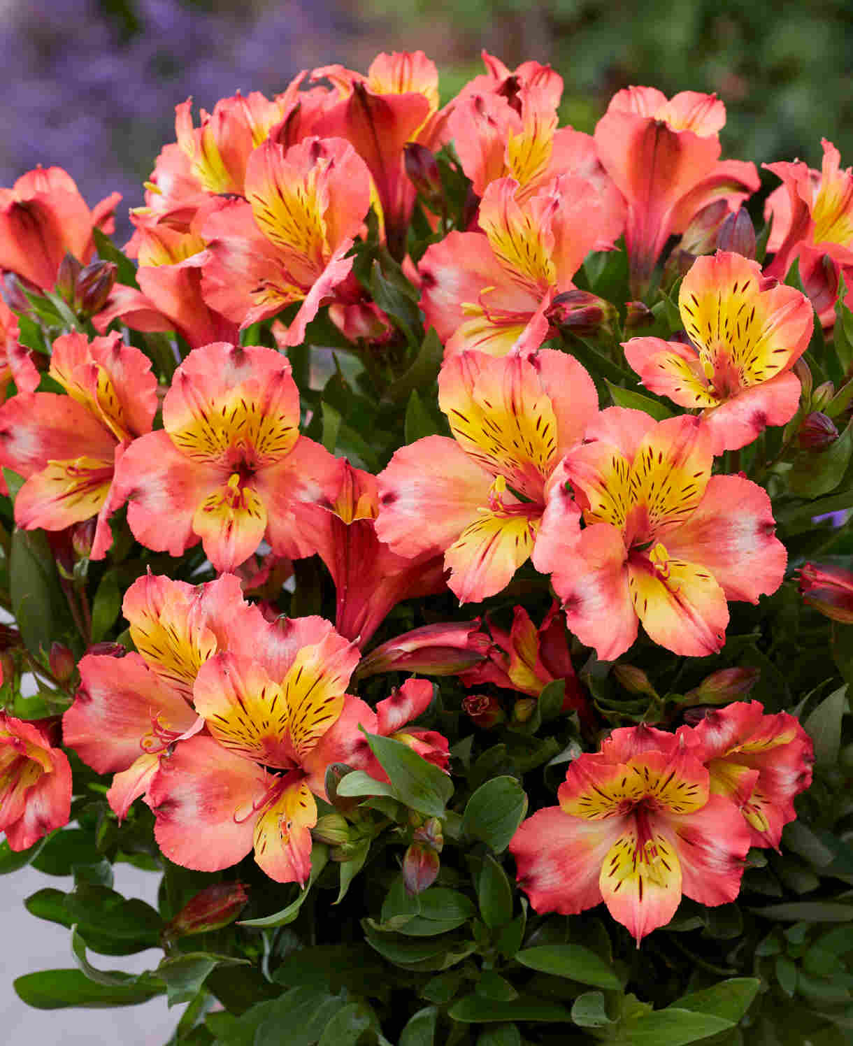 Alstroemeria Incalys Salmon 9cm Pot | 3 x 9cm | Orange
