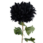 Pack Of 6 X 75cm Extra Large Reflex Chrysanthemum - Black
