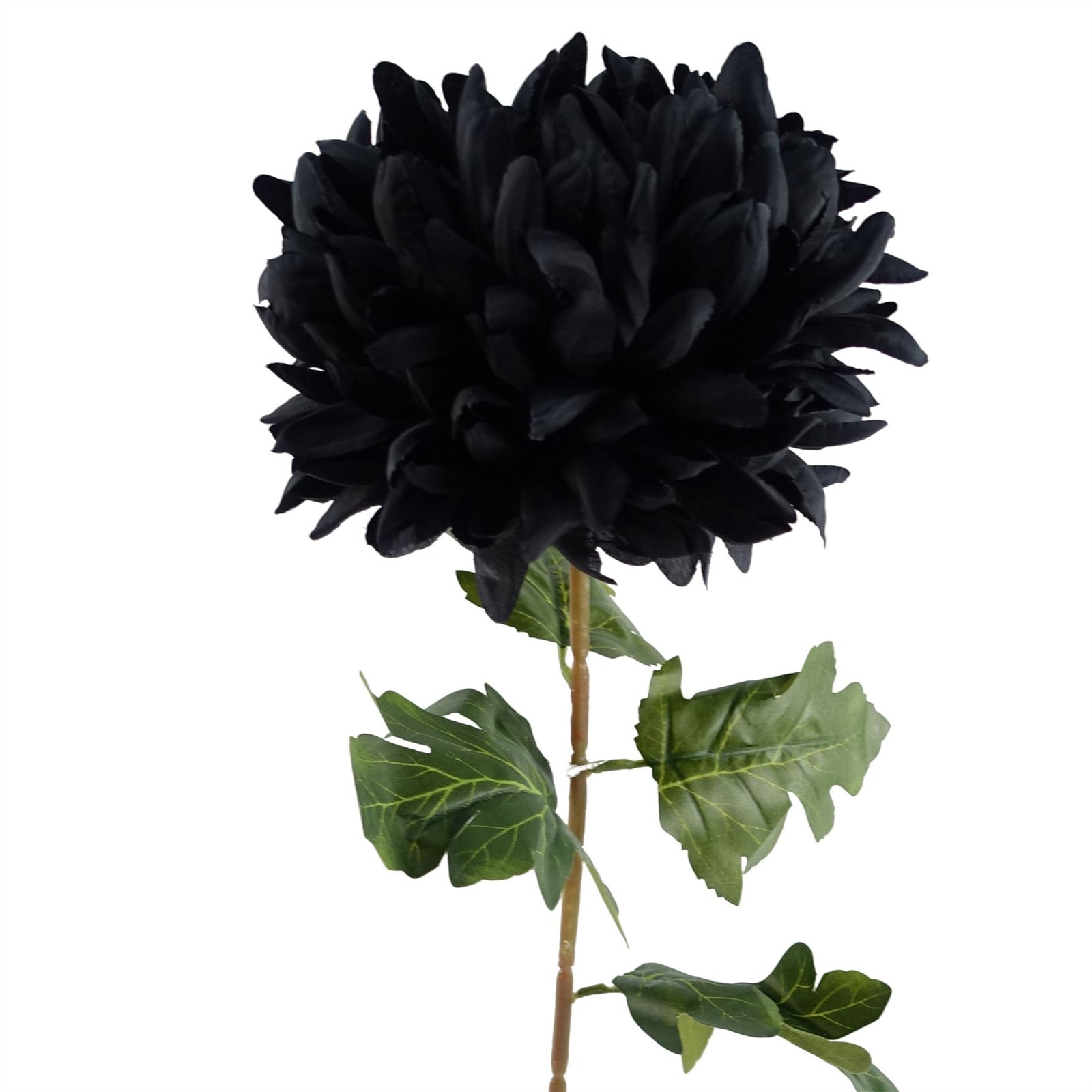 Pack Of 6 X 75cm Extra Large Reflex Chrysanthemum - Black
