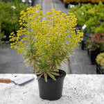 Euphorbia Martinii 'ascot Rainbow' Variegated Perennial | 1 x 9cm | Green & Pink