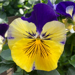 Pansy 'matrix Morpheus' - Garden Ready Plugs | Set of 12
