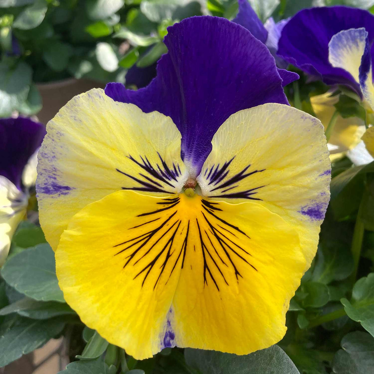 Pansy 'matrix Morpheus' - Garden Ready Plugs | Set of 12