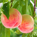 Peach 'sunset' - Patio Mini Stem Compact Peach | 1 x Tree