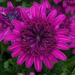 Osteospermum Dalina Double Purple Plug Plant | 6 x Plug Plants | Purple