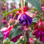 Fuchsia Standard 'winston Churchill' | 1 x 3L | Purple