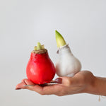 Amaryllis - Hippeastrum 'wax Mix Red White' - Flower Bulb - Red